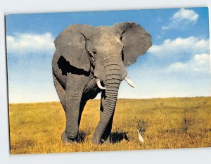 Postcard Elephant African Wild Life Africa