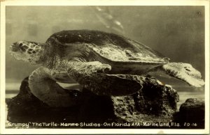 RPPC Grumpy the Turtle Marine Studios Marineland Florida Real Photo Postcard