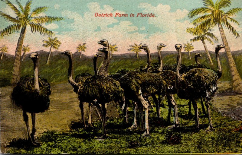 Florida Scene On A Ostrich Farm