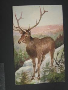 A/S HARVEY AMERICAN ELK WAPITI c1910 Postcard