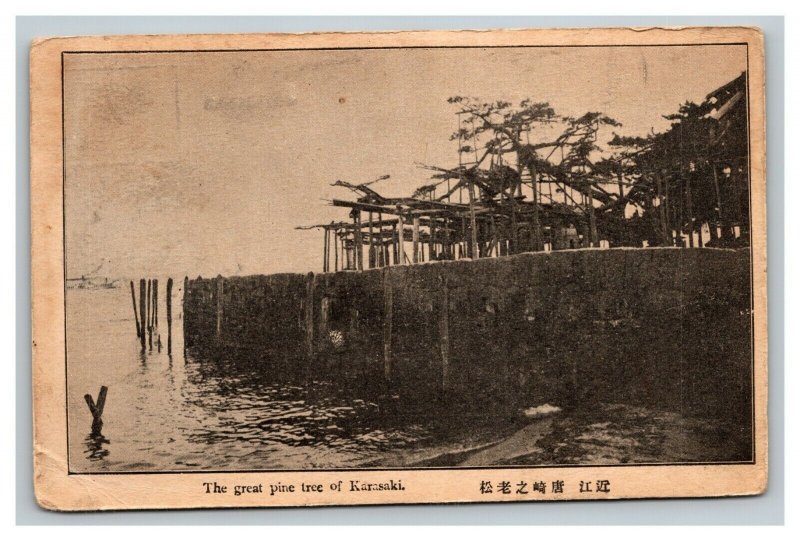 Vintage 1920's Photo Postcard Great Sacred Pine Tree of Karasaki Ishikawa Japan