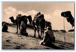 c1960's Tripoli Camel Drivers in the Desert Libya Vintage Unposted Postcard