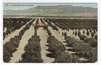 Colorado Fruit Ranch Farming 1910c postcard