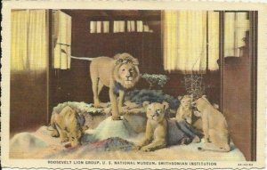 Linen Postcard, Lions at the Smithsonian Museum in Pose Part of the Amazing Smit
