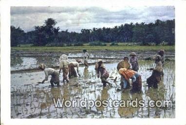 Planting Rice Malaysia 1956 