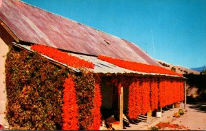 Chili Peppers Drying In The Sun Hanging From The Roof Of A Native Hut