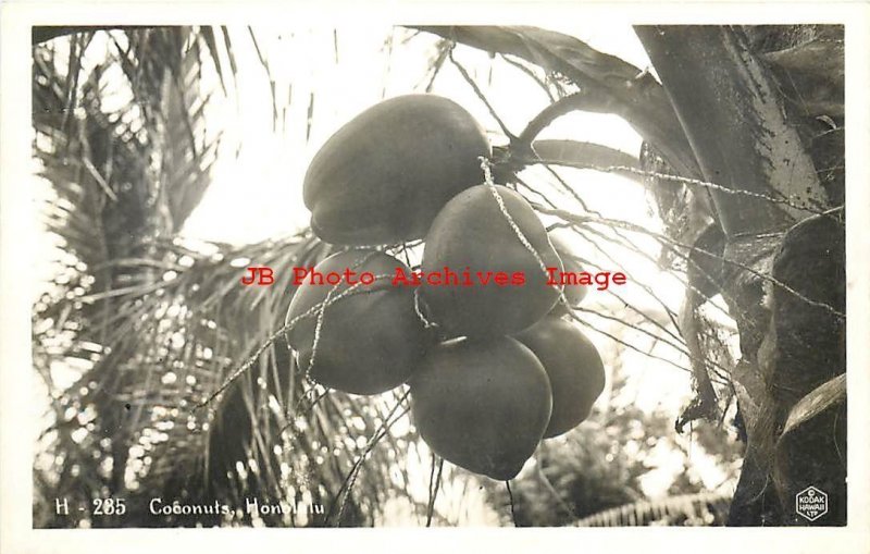 HI, Hawaiian Islands, RPPC, Coconuts, Kodak Hawaii Photo No H-235