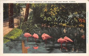 Flamingoes at Rest Mountain Lake Sanctuary Lake Wales FL 