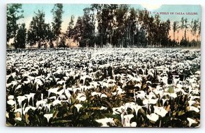 1920s A FIELD OF CALLA LILLIES BEAUTIFUL UNPOSTED POSTCARD P460