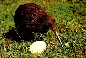 New Zealand Kiwi and Egg