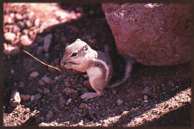 White Tailed Antelope Squirrel Barstow California