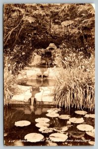 RPPC  Jungle Gardens  Avery Island  Louisiana    Postcard