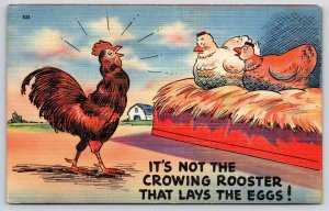 1948 Mother Hen Lays The Eggs It's Not The Rooster Comic Posted Postcard