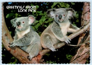 Greetings from LONE PINE KOALA SANCTUARY, Brisbane Australia 4x5½ Postcard