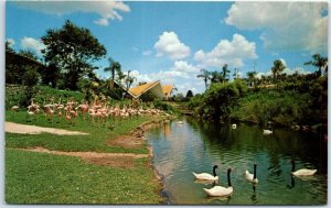 Postcard - Black-necked Swans and Flamingos at Busch Gardens - Tampa, Florida