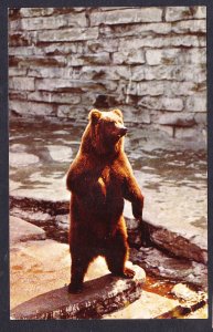NY - Buffalo Zoological Gardens – Alaskan Kodiak Bear