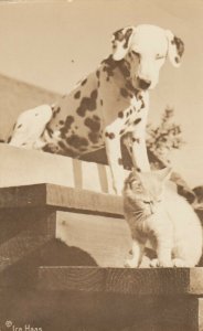 RP: Dalmatian Dog & Cat, 1930s