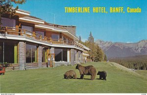 BANFF , Alberta , Canada , 1950-60s ; Timberline Hotel , bears