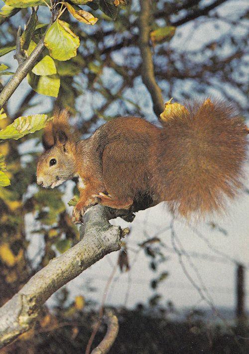 Beautiful Squirrel In Tree 1970s Postcard