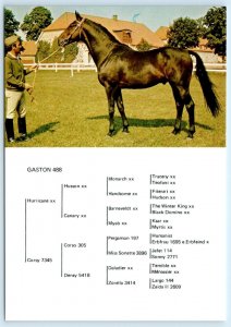 GASTON 488 ~ Horse Stallion SWEDISH WARMBLOOD seen 1984 ~ 4x6 Postcard