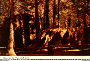 California Calaveras Big Trees State Park Giant Felled Tree 100 Years Old