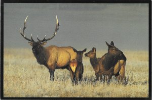 An Elk Family Bull Cow and Two Calves 4 by 6