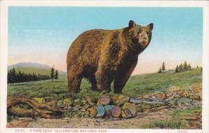 A Park Bear Yellowstone National Park