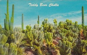 Teddy Bear Cholla Cactus Flowers