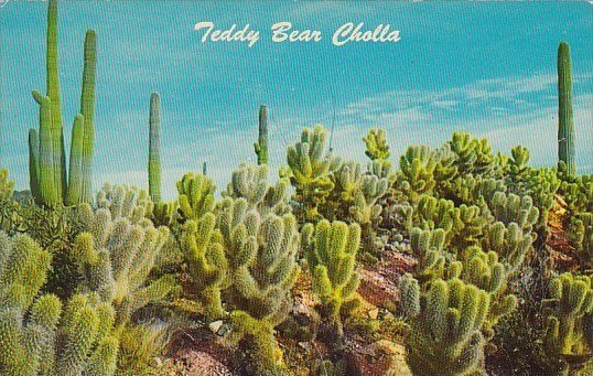 Teddy Bear Cholla Cactus Flowers