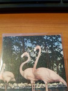 Antique/Vintage Florida Postcard, Flamingos in Tropical Florida