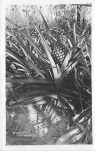 Pineapple Sebring, Florida, USA Fruit Assorted 1921 