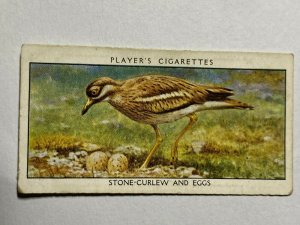 CIGARETTE CARD - PLAYER'S WILD BIRDS #09 STONE CURLEW AND EGGS     (UU28) 