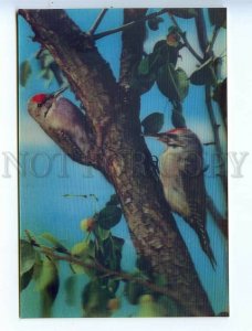 454034 Pyongyang Korea Black-naped woodpecker lenticular 3D postcard