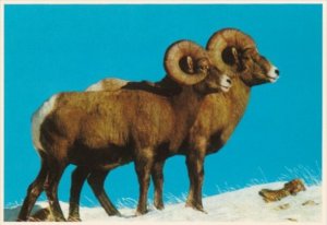 Colorado Rocky Mountain Bighorn Sheep