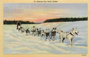 AK, Alaska, Siberian Dog Team, Curteich No. 6A-H523