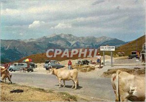 Modern Postcard Our Beautiful Pyrenees At the Col du Soulor (alt 1450m) Cows