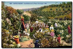 Old Postcard Picking the flower & # 39oranger Cote d & # 39Azur