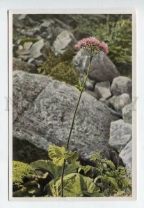 427994 Flower Adenostyles albifrons Sammelwerk Tobacco Card w/ ADVERTISING