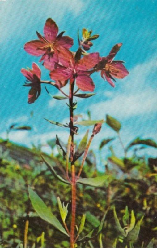 Alaska Flowers Rock Rose Dwarf Fireweed