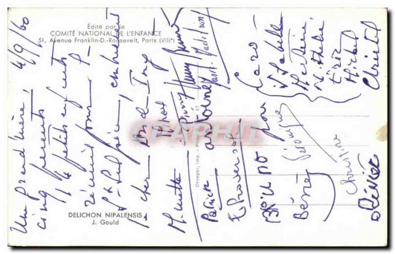 Postcard Old Birds Delichon nipalensis