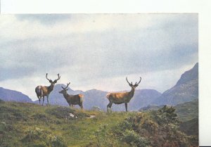 Animals Postcard - Red Deer in The Scottish Highlands - Ref 18836A