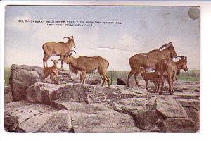Barbary Wild Sheep Family, New York Zoological Park, Official Post Card