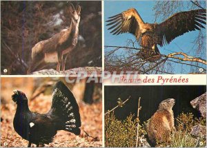 Postcard Modern Fauna of the Pyrenees L'Isard Vulture Le Grand Tetras La Marm...