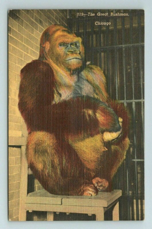 Great Bushman Gorilla Ape Lincoln Park Zoo Chicago Illinois Postcard 