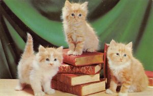 Kittens and Books Cat Unused 