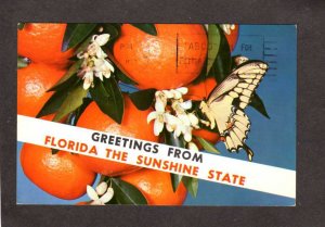 FL Greetings From Florida Sunshine State Oranges Swallowtail Butterfly Postcard