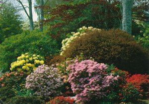 Rhododendrons and Azaleas - Whitney Gardens and Nursery - Brinnon WA, Washington