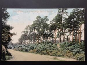 Bedfordshire SANDY Pine Wood Old Cambridge Rd c1907 Postcard by Valentine 57986