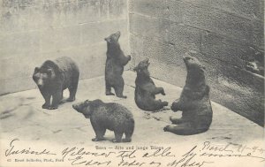 Switzerland Bern zoological garden bears pit postcard 1905 