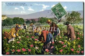 Old Postcard picking roses Cote d & # 39Azur